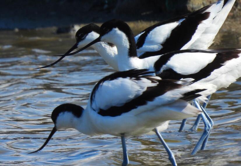 avocet