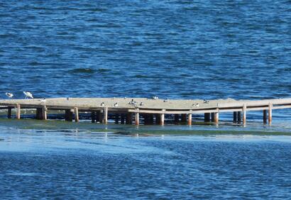 avocet