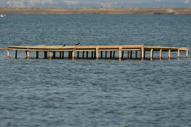 Oystercatchers