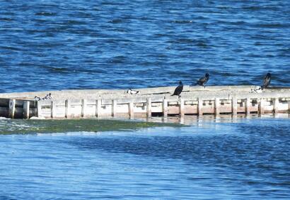 avocet