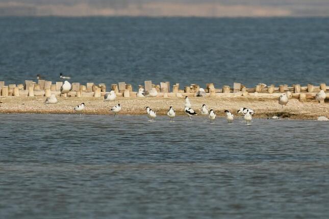Avocets
