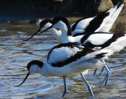 avocet