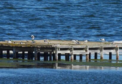 avocet