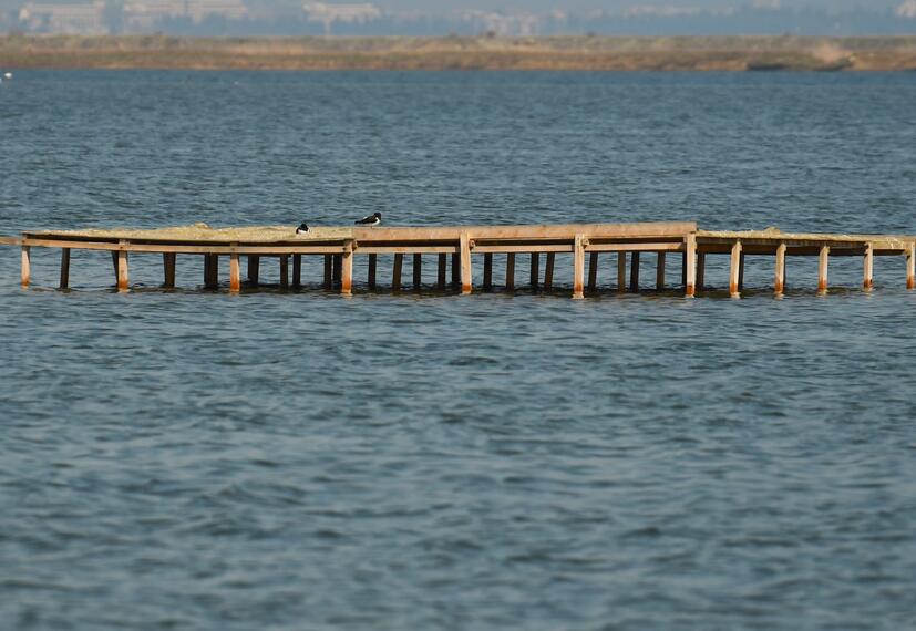 Oystercatchers