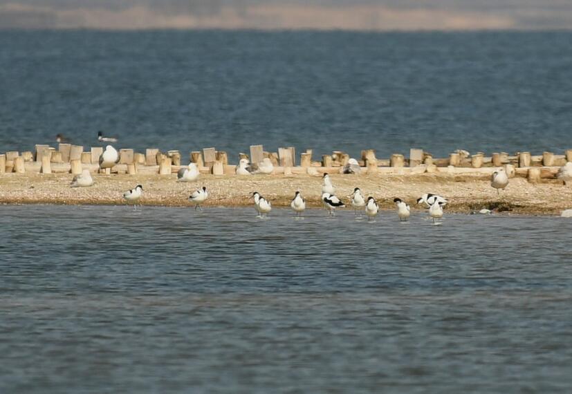 Avocets