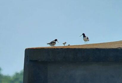 Oystercatchers